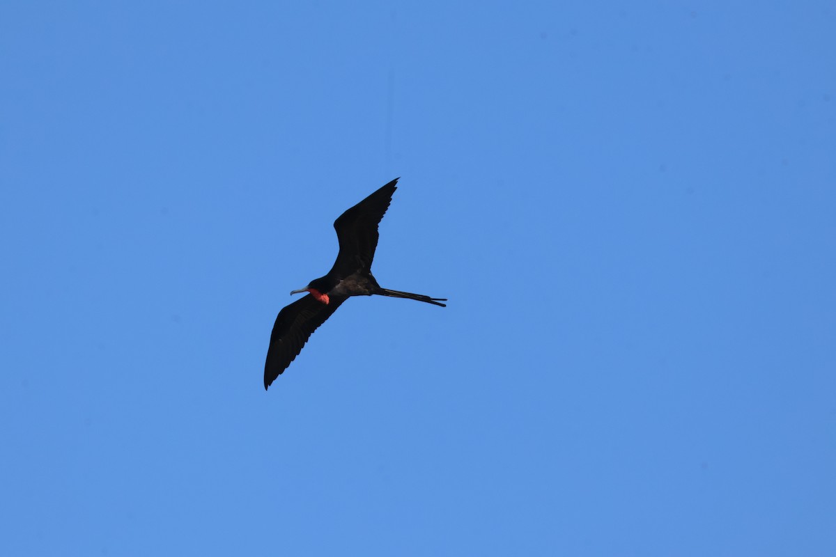 Magnificent Frigatebird - ML628250588