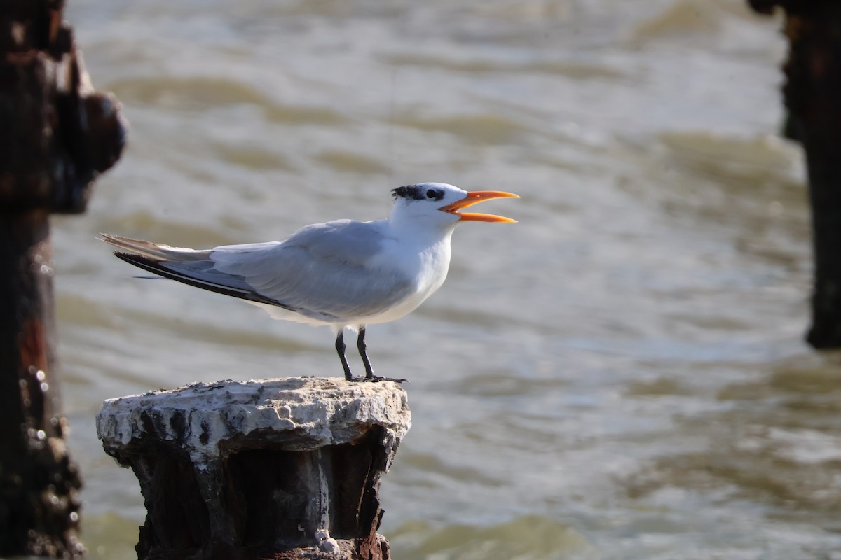 Royal Tern - ML628250589