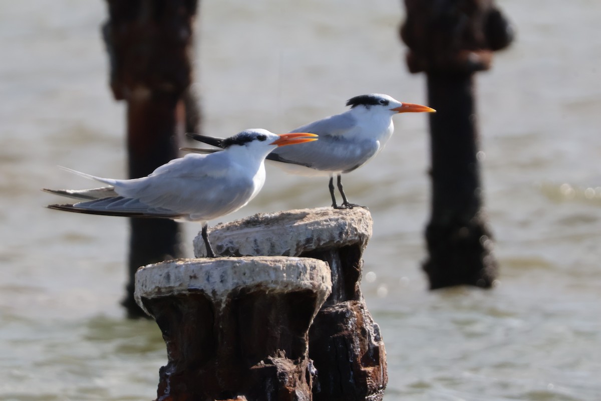 Royal Tern - ML628250592