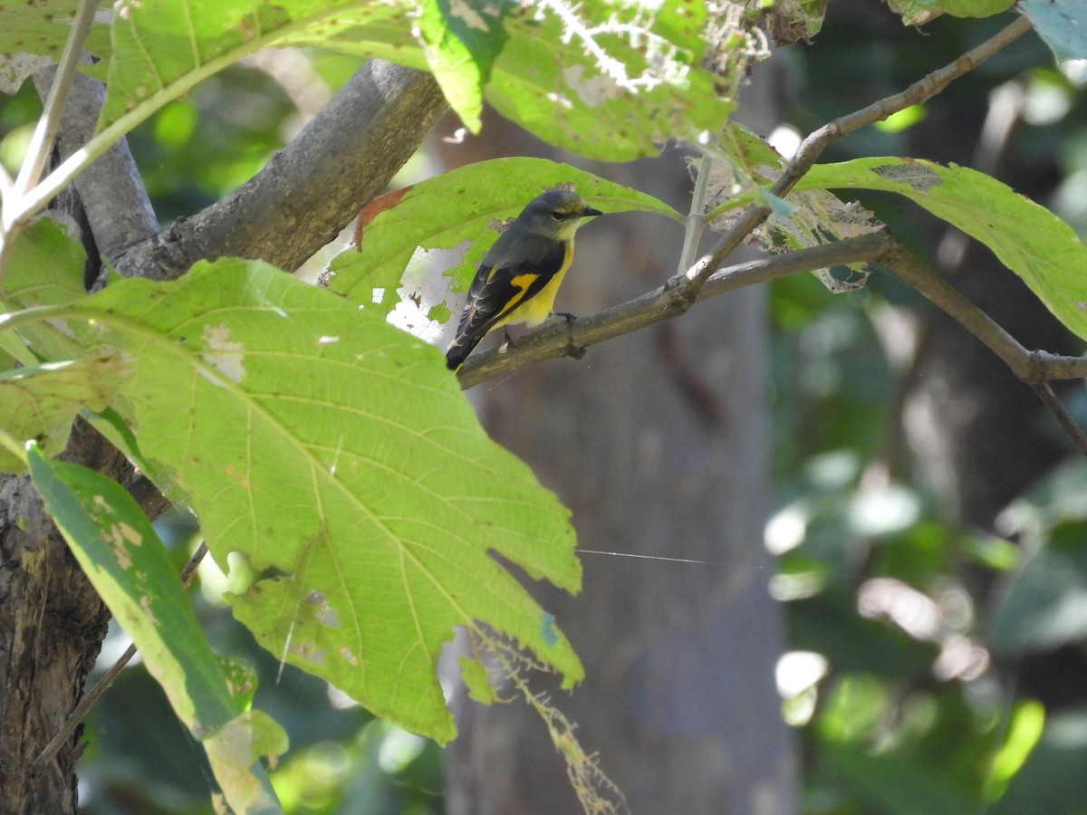 Small Minivet - ML628250939