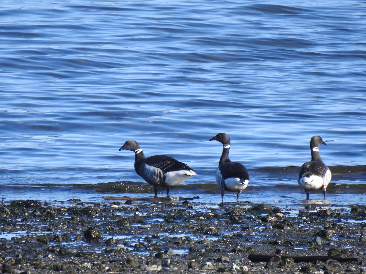 Brant - ML628251355