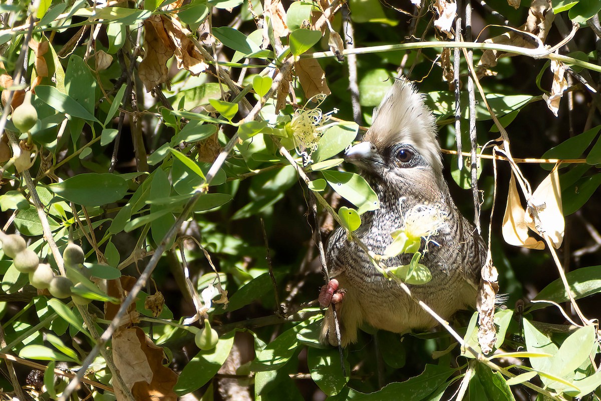 White-headed Mousebird - ML628251544