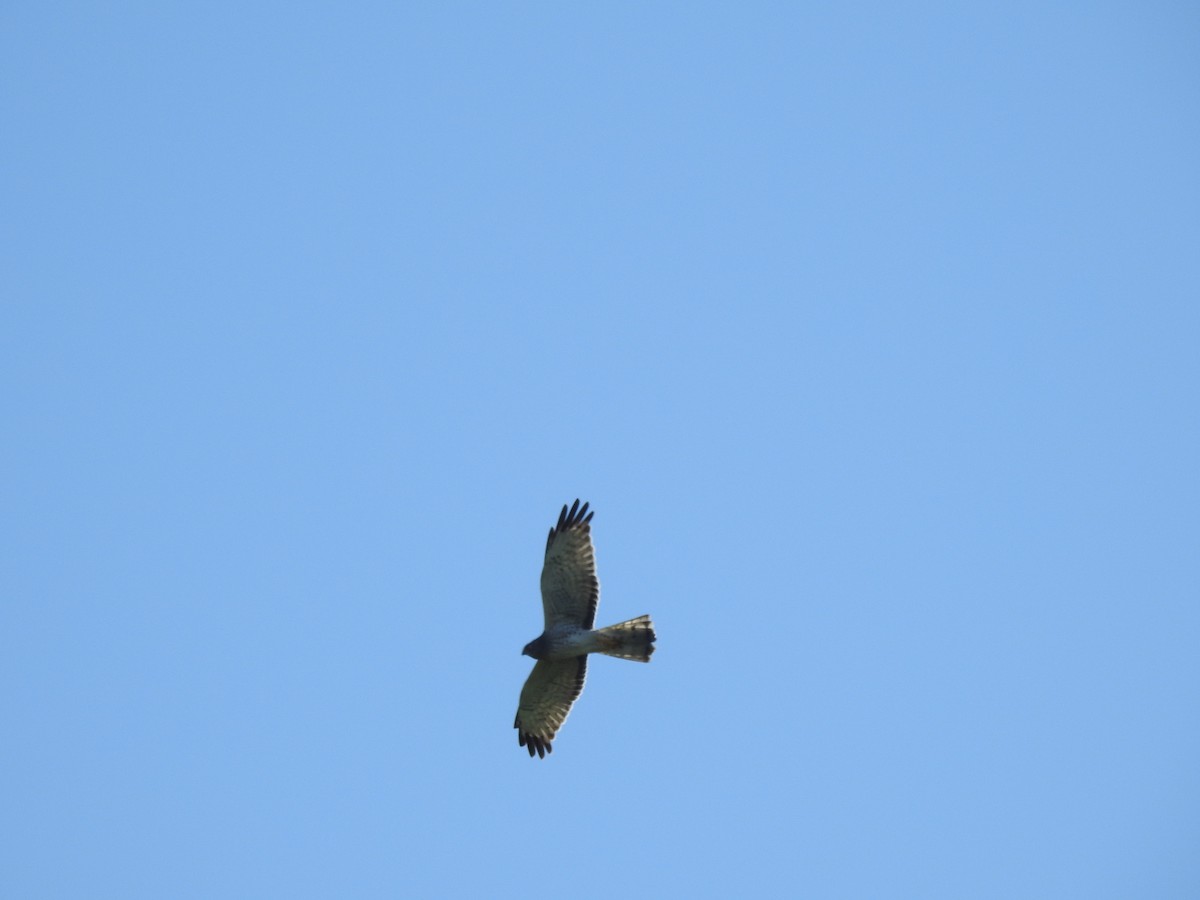 Northern Harrier - ML628251651