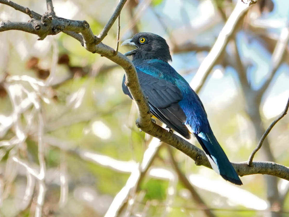 Citreoline Trogon - ML628251669
