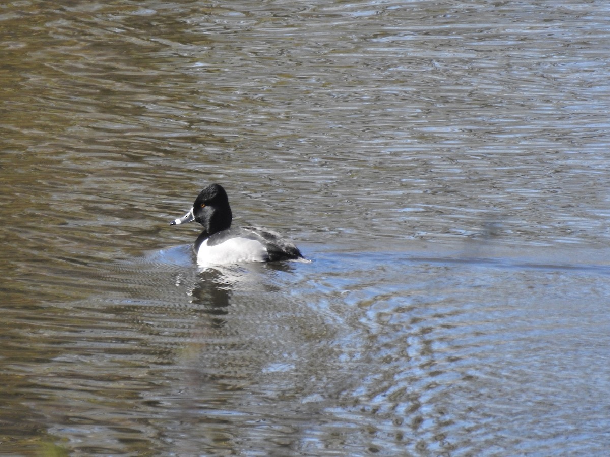 Ring-necked Duck - ML628251672