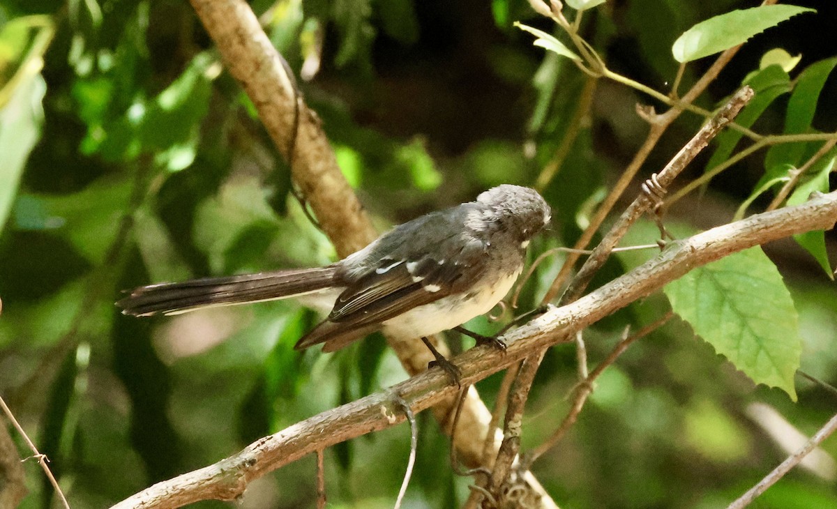 Gray Fantail - ML628251683