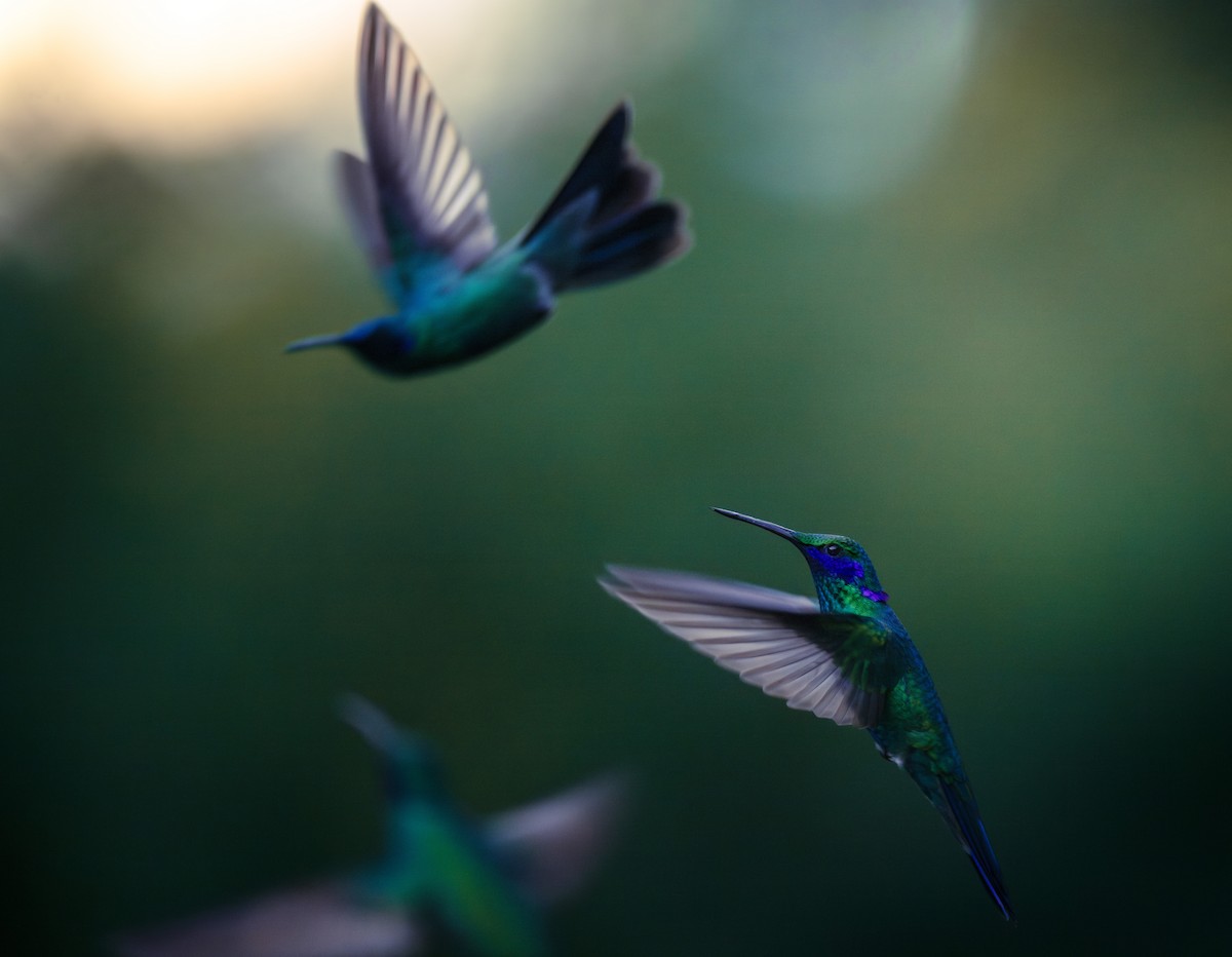 Sparkling Violetear - ML628251684