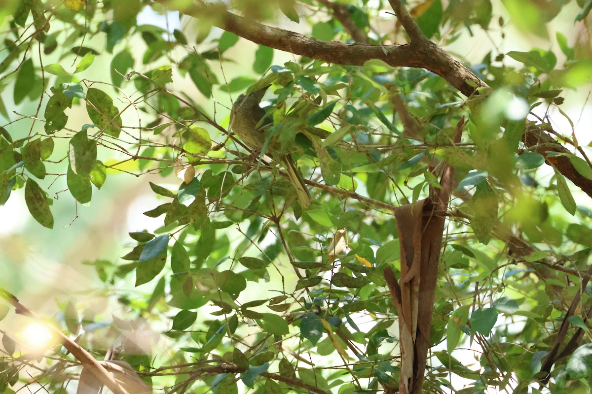 Lewin's Honeyeater - ML628251711