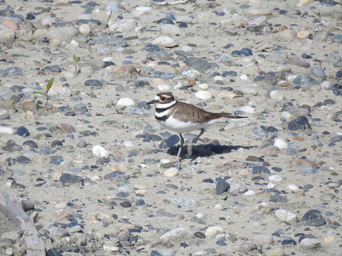 Killdeer - ML628251721
