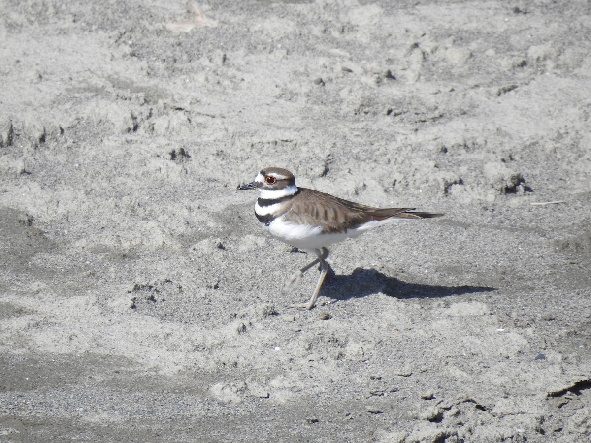 Killdeer - ML628251734