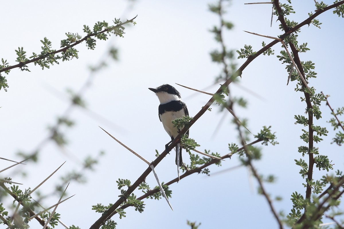 Pygmy Batis - ML628251741