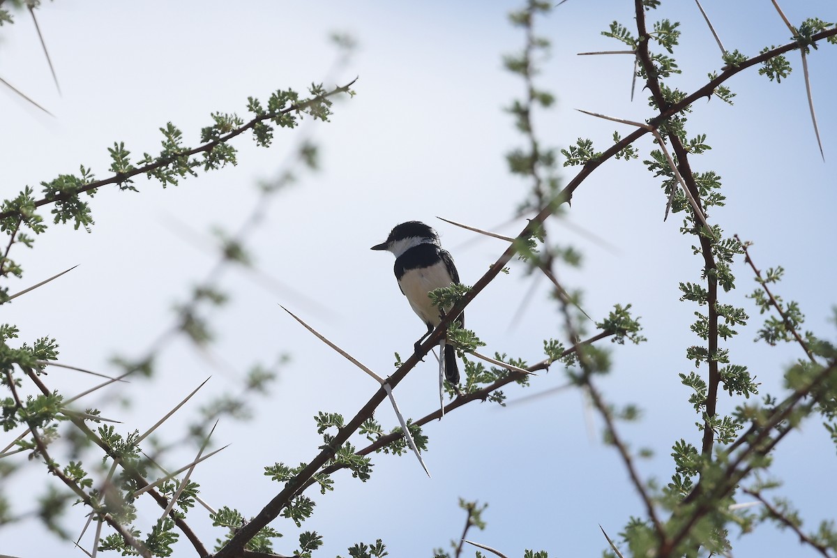 Pygmy Batis - ML628251742