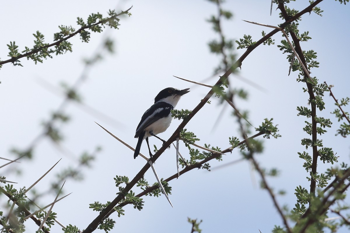 Pygmy Batis - ML628251766