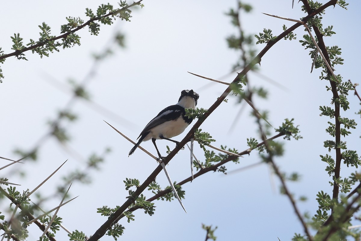 Pygmy Batis - ML628251767