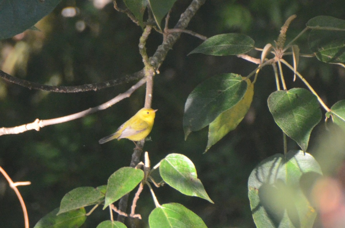 Wilson's Warbler - ML628251801
