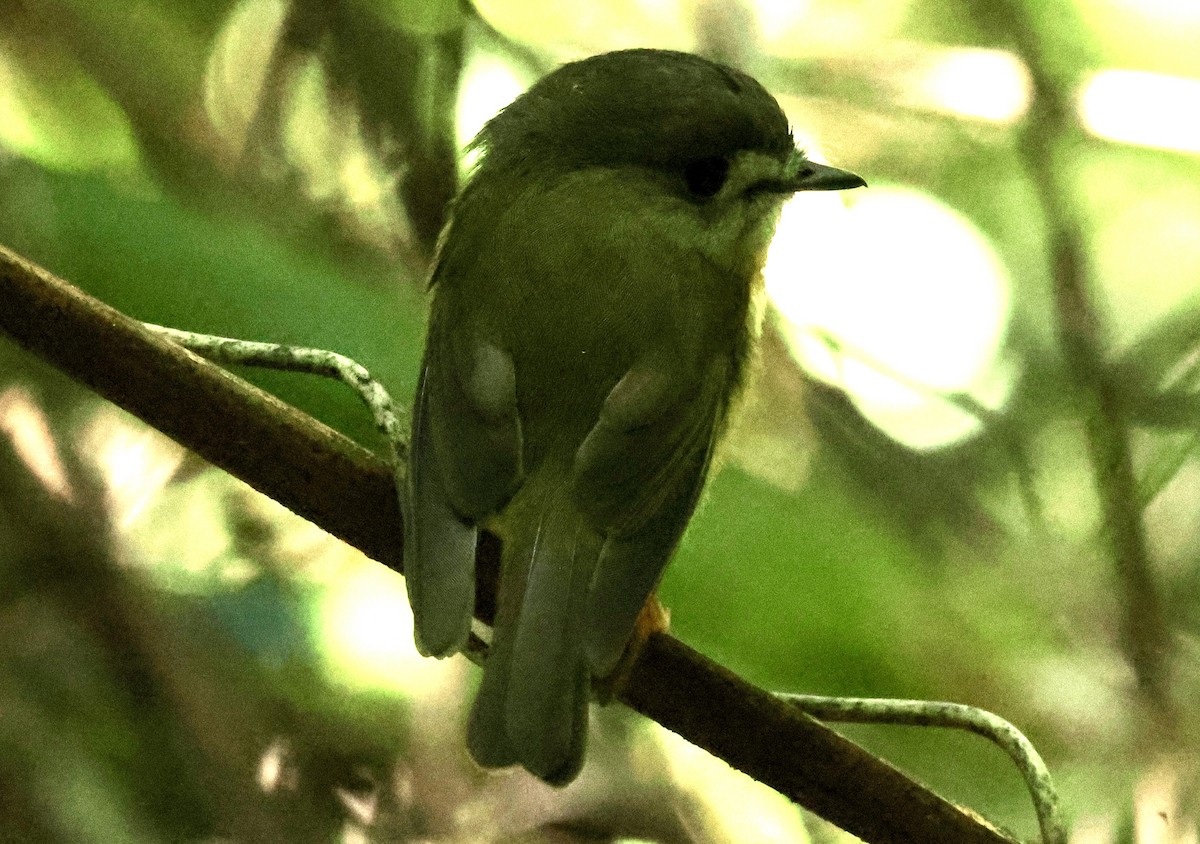 Pale-yellow Robin - ML628251963