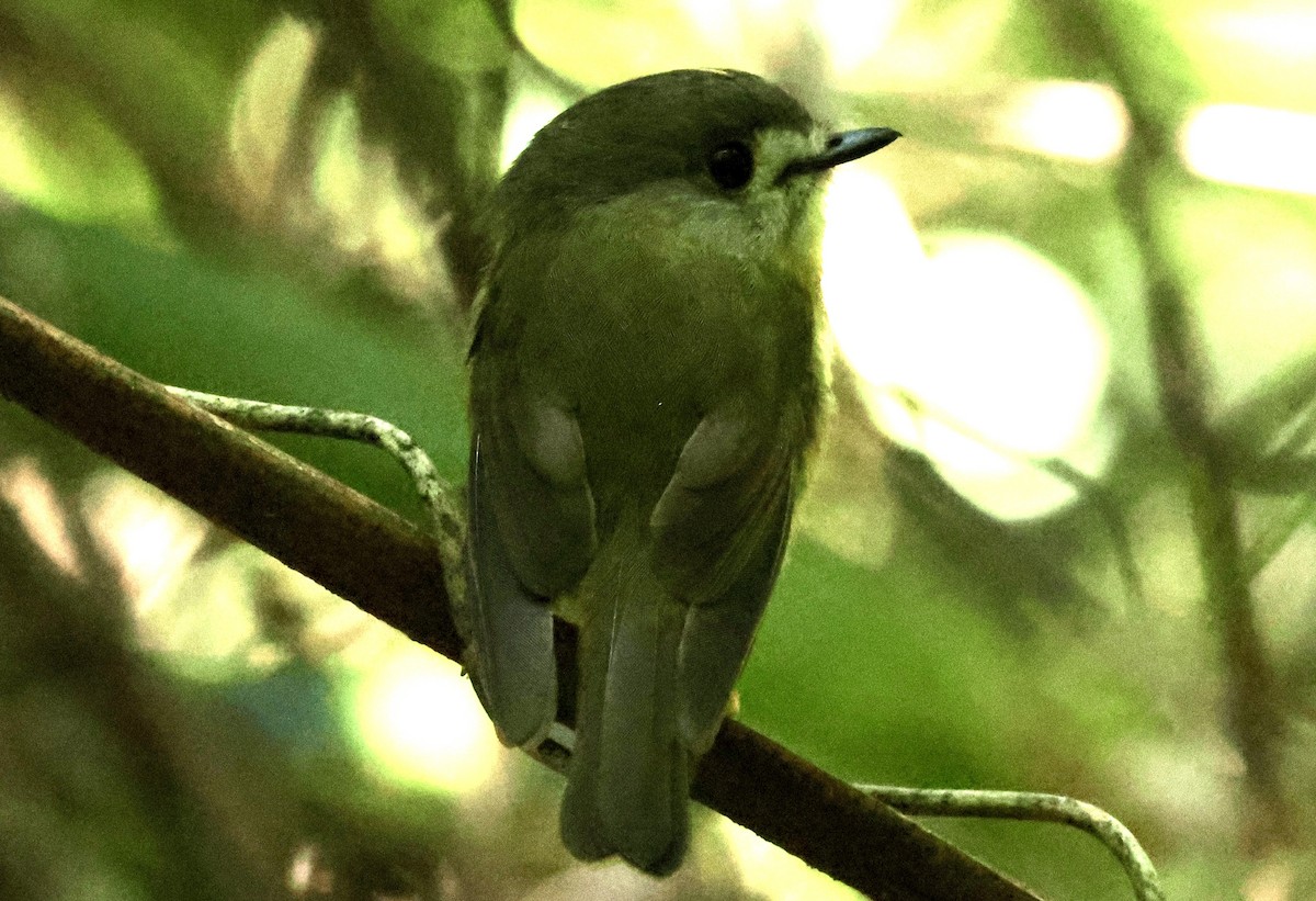 Pale-yellow Robin - ML628251964