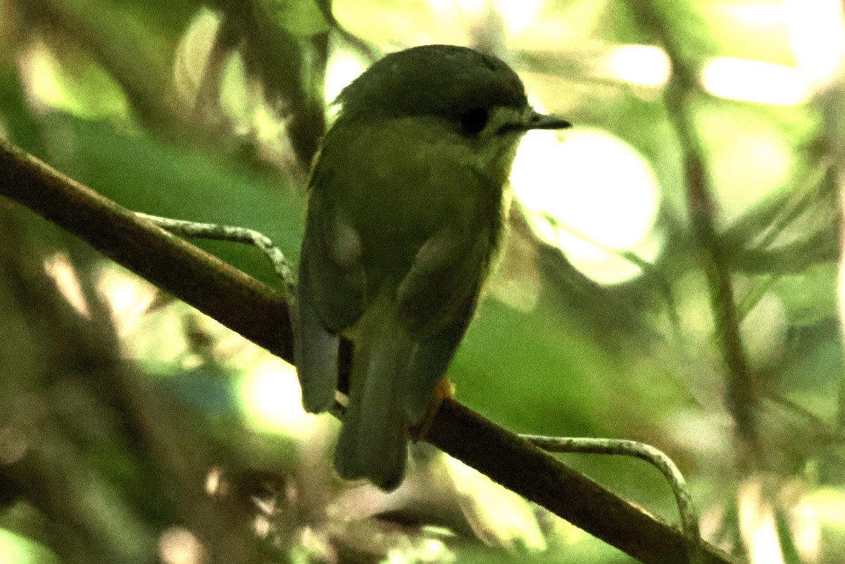 Pale-yellow Robin - ML628251965