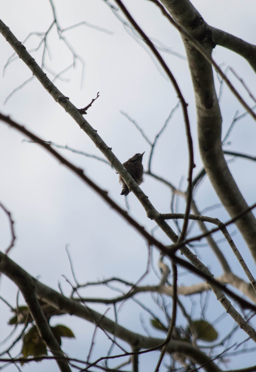 Varzea Piculet - ML628252045