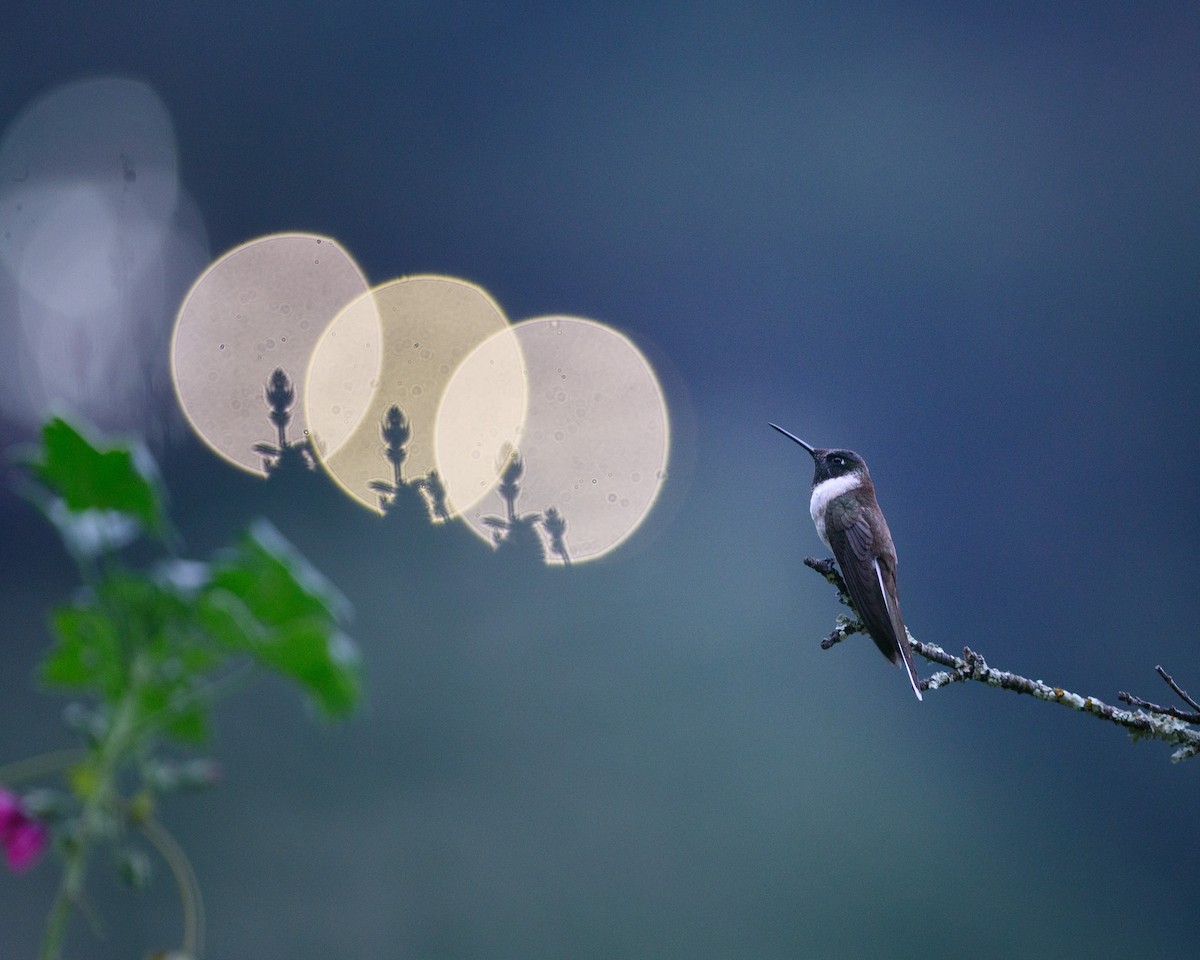 Bearded Mountaineer - ML628252099