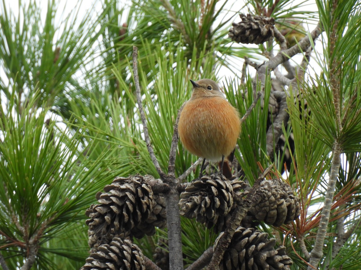 Moussier's Redstart - ML628252437
