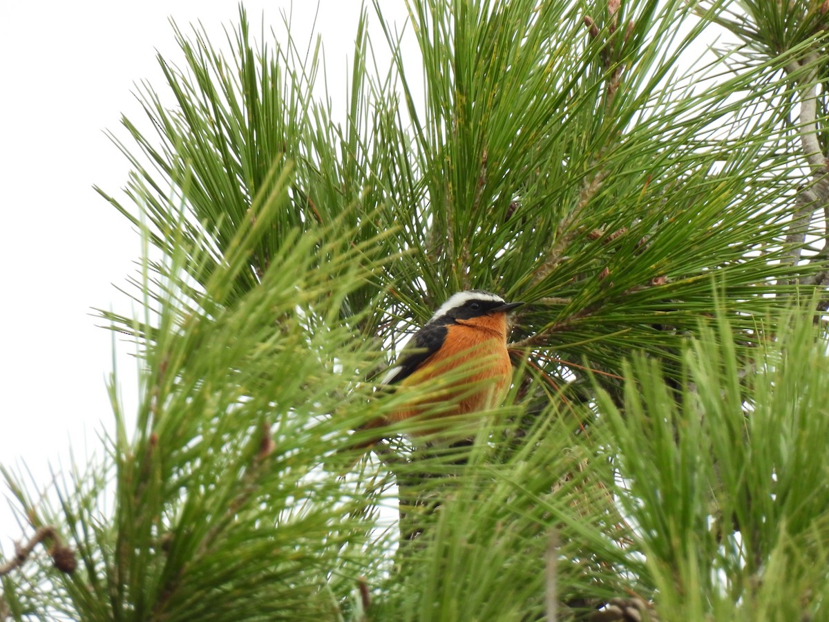 Moussier's Redstart - ML628252438