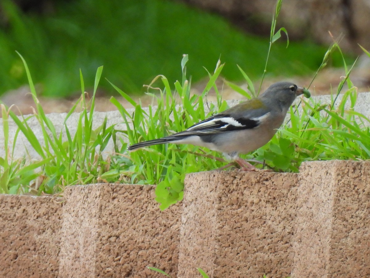 African Chaffinch - ML628252449