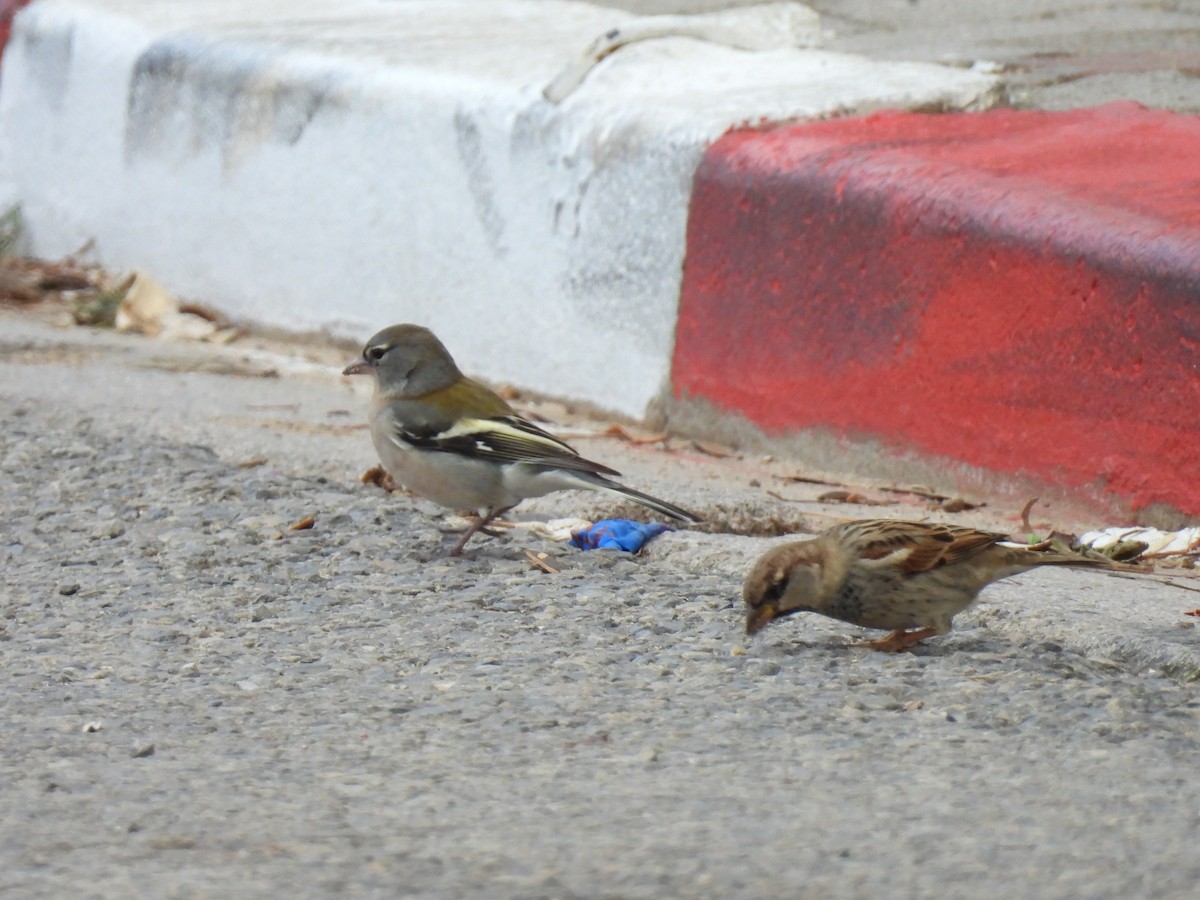 African Chaffinch - ML628252450
