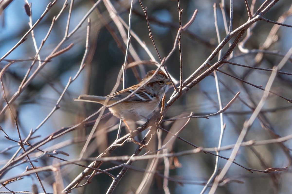 American Tree Sparrow - ML628252658