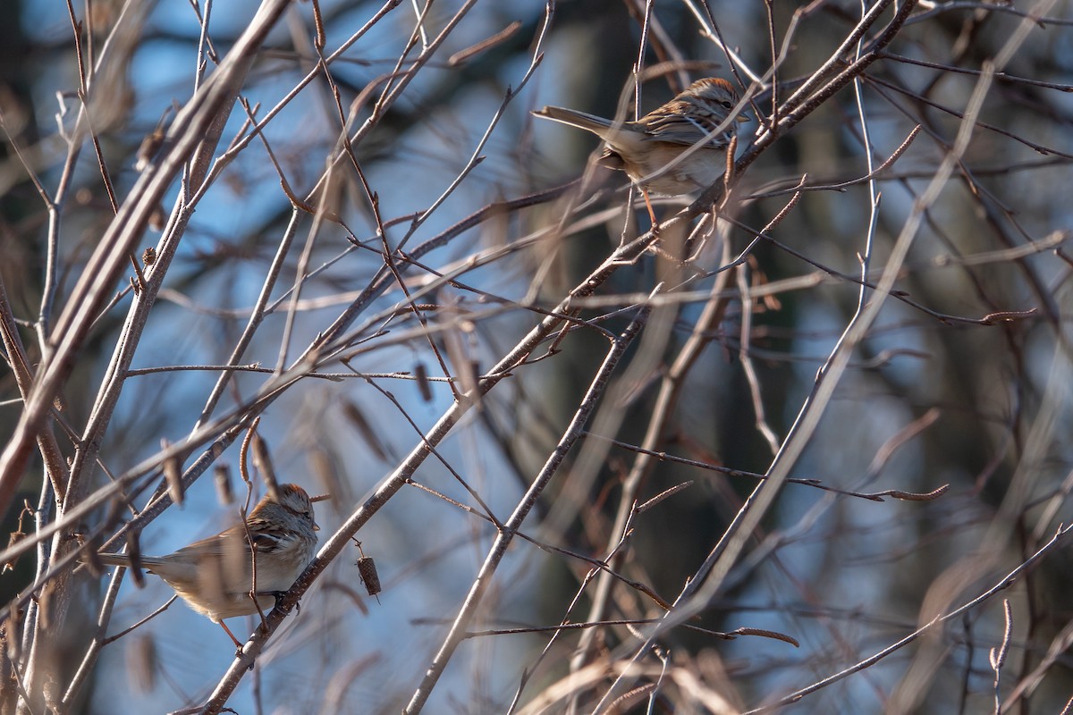 American Tree Sparrow - ML628252659
