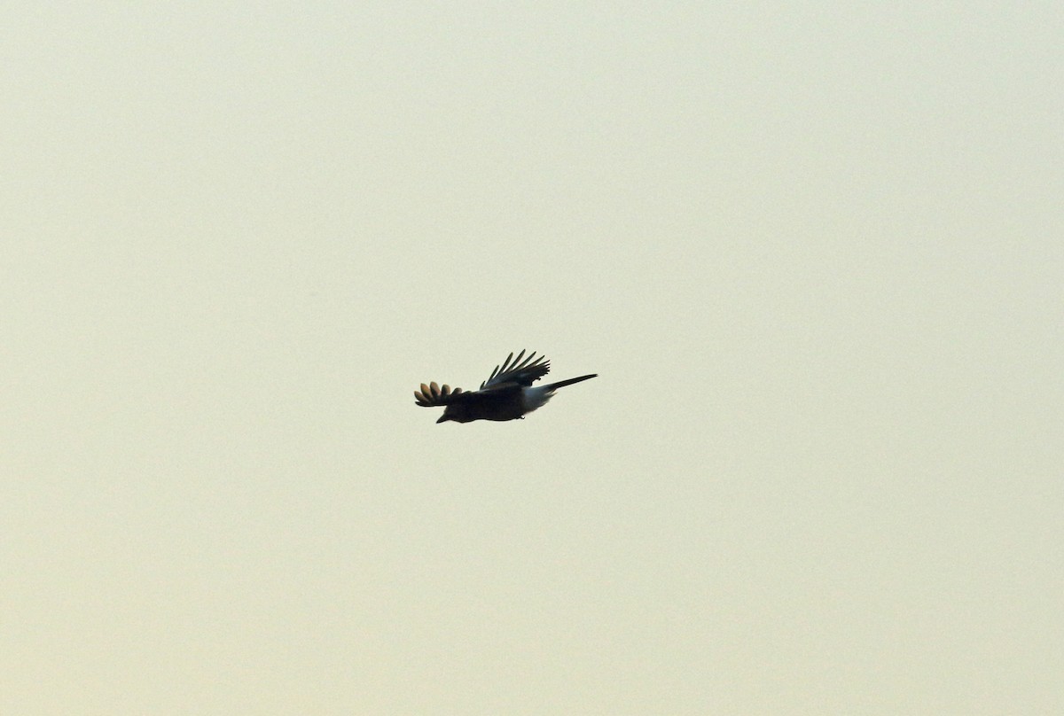 Eurasian Jay - ML628252867
