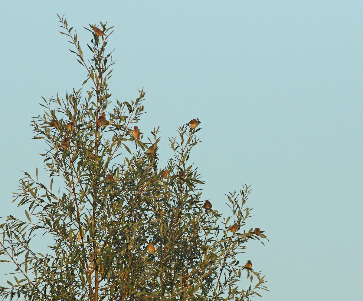 Eurasian Linnet - ML628252971