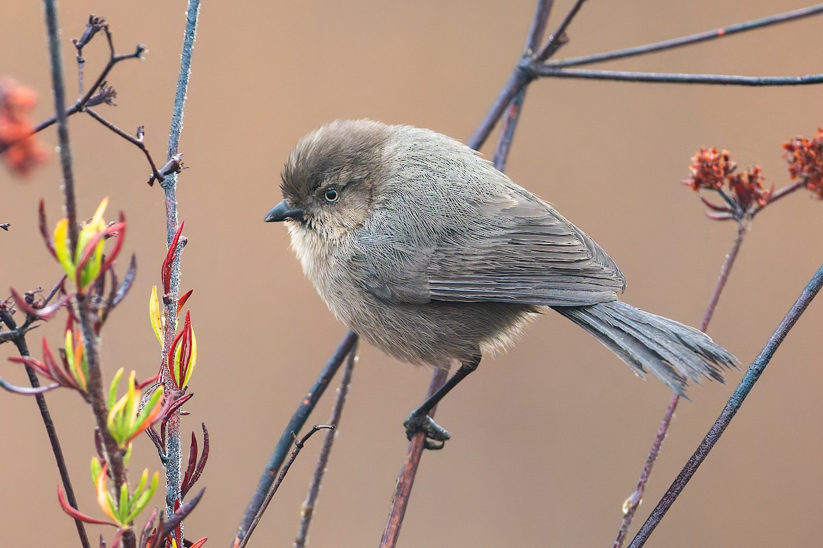 Bushtit - ML628253001