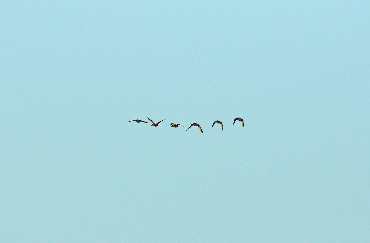 Mallard - ML628253002