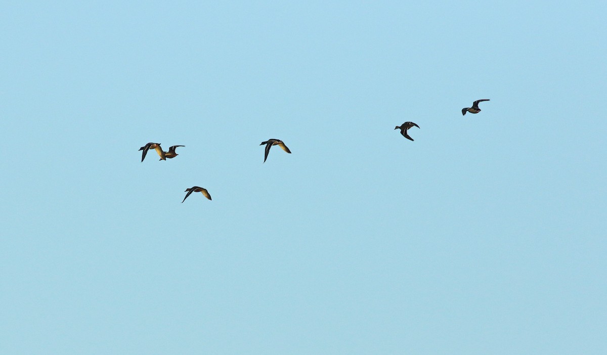 Mallard - ML628253003