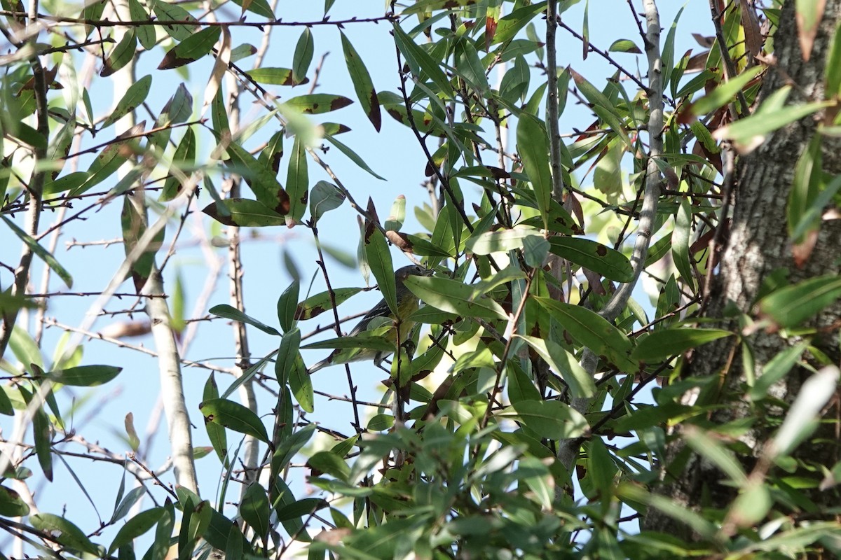 Magnolia Warbler - ML628253111
