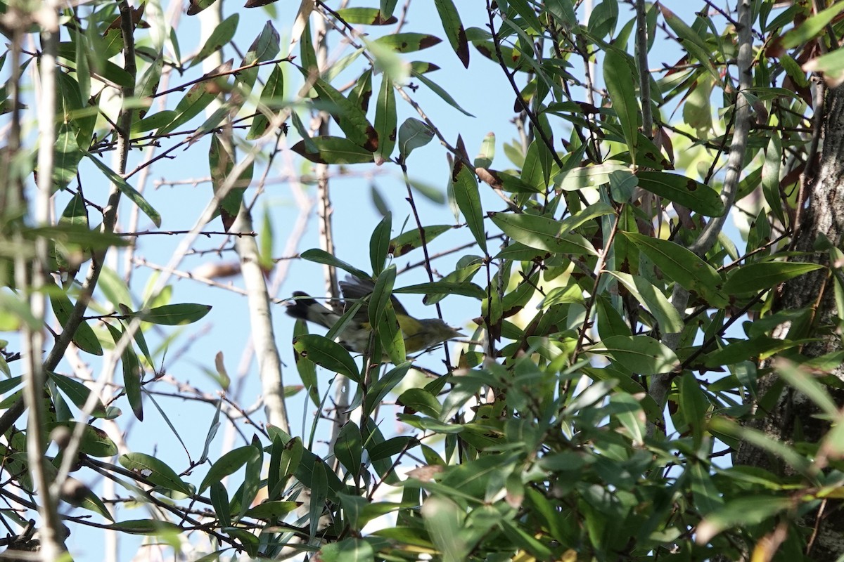 Magnolia Warbler - ML628253112