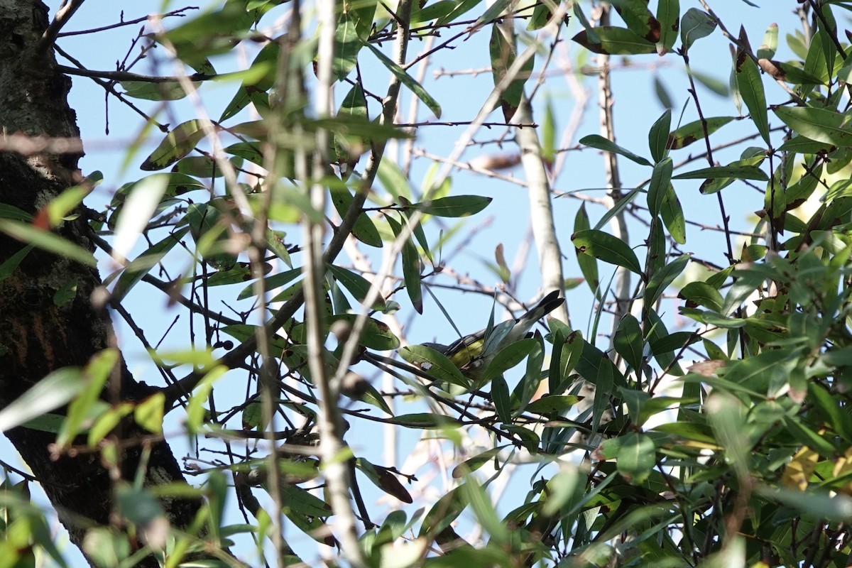 Magnolia Warbler - ML628253113