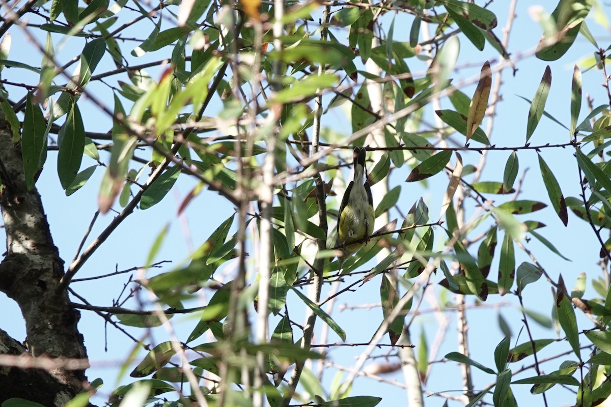 Magnolia Warbler - ML628253114