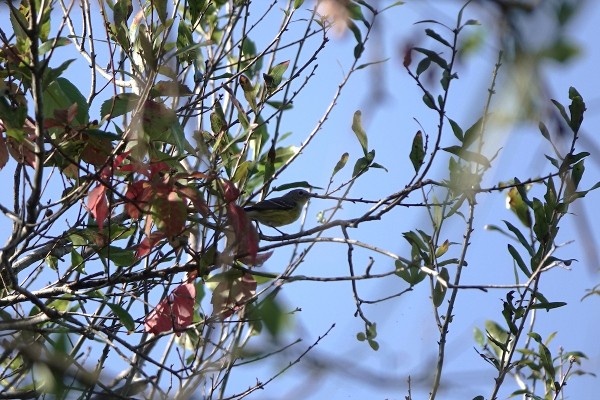 Magnolia Warbler - ML628253115