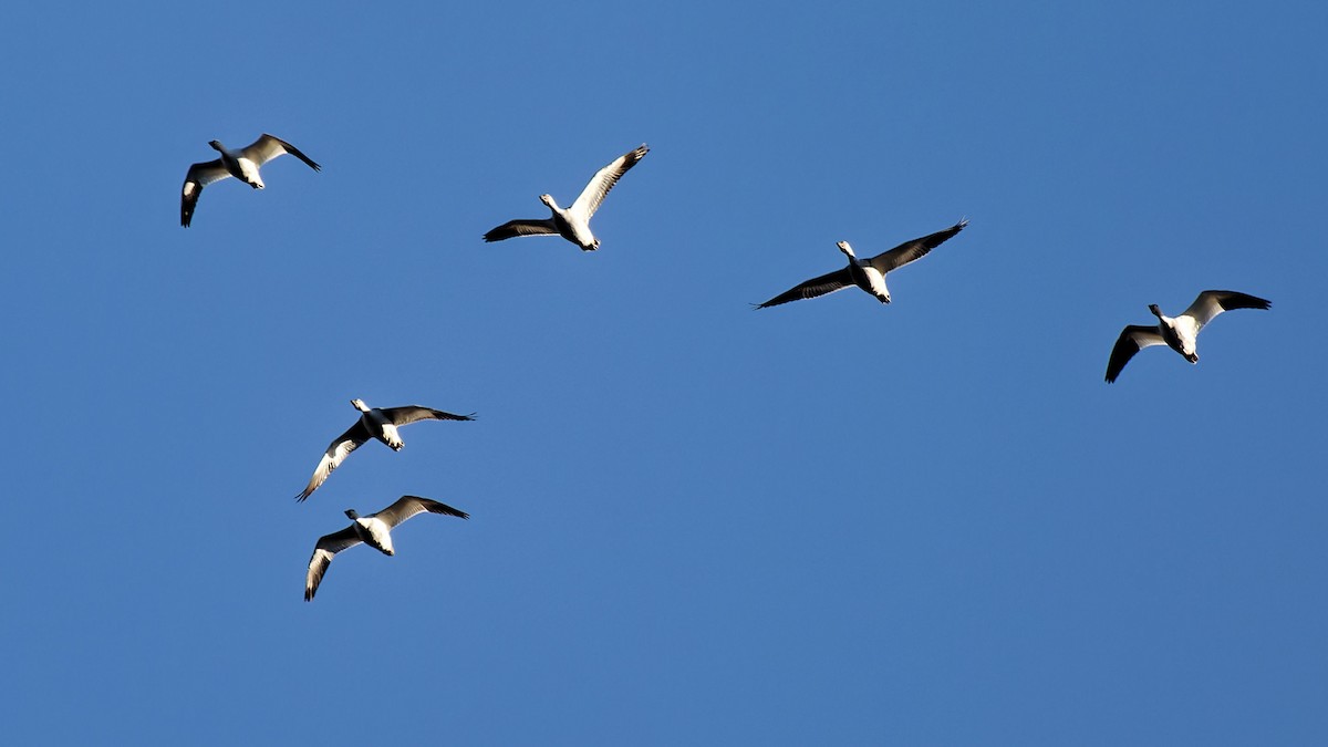 Цасны галуу - ML628253158