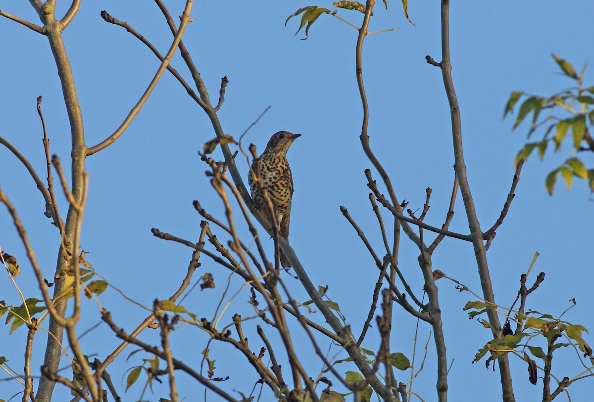 Mistle Thrush - ML628253238