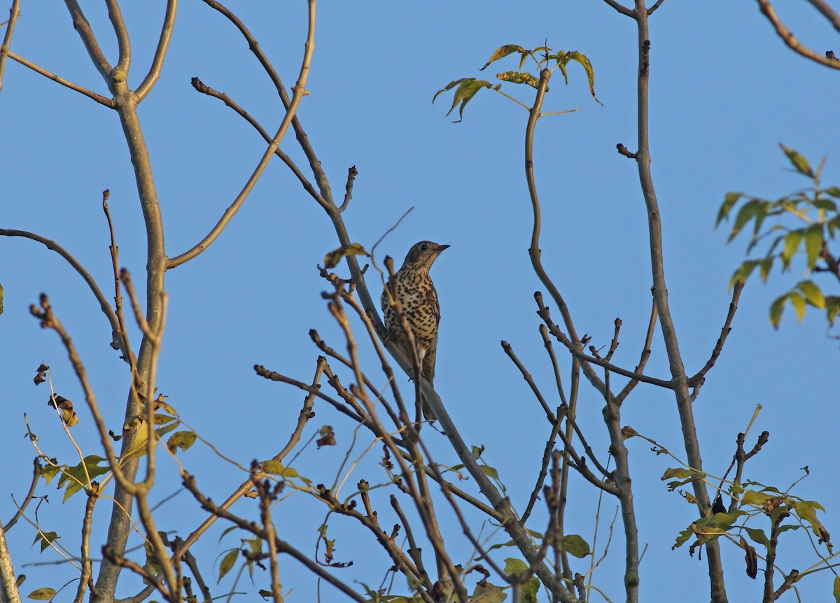 Mistle Thrush - ML628253239