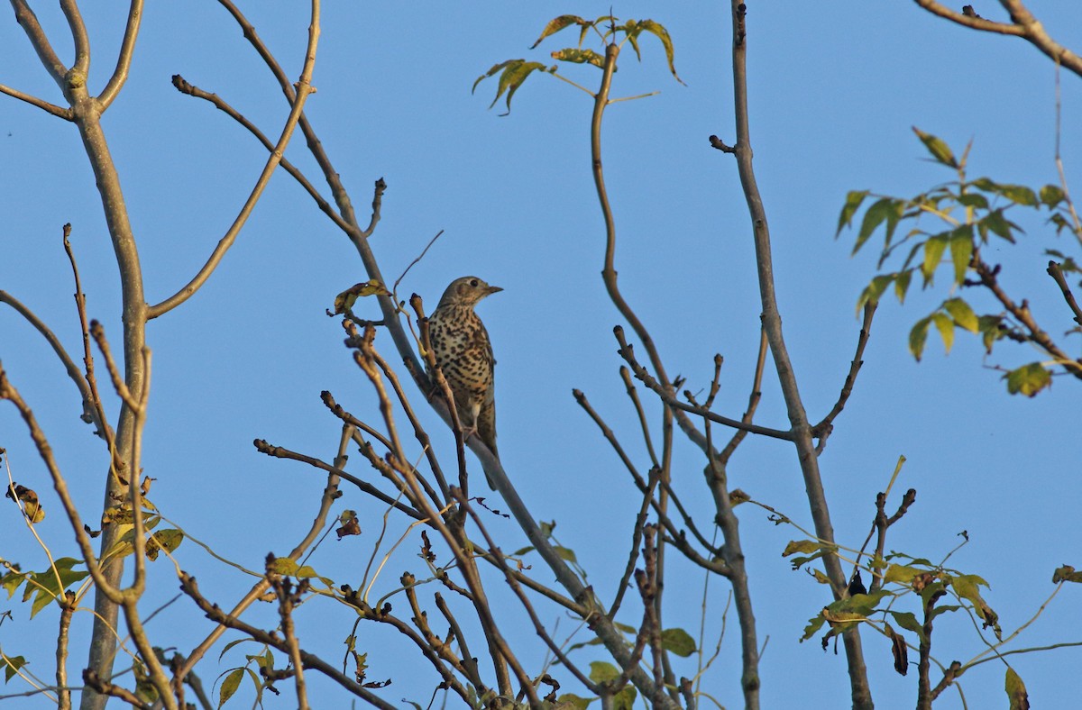 Mistle Thrush - ML628253240