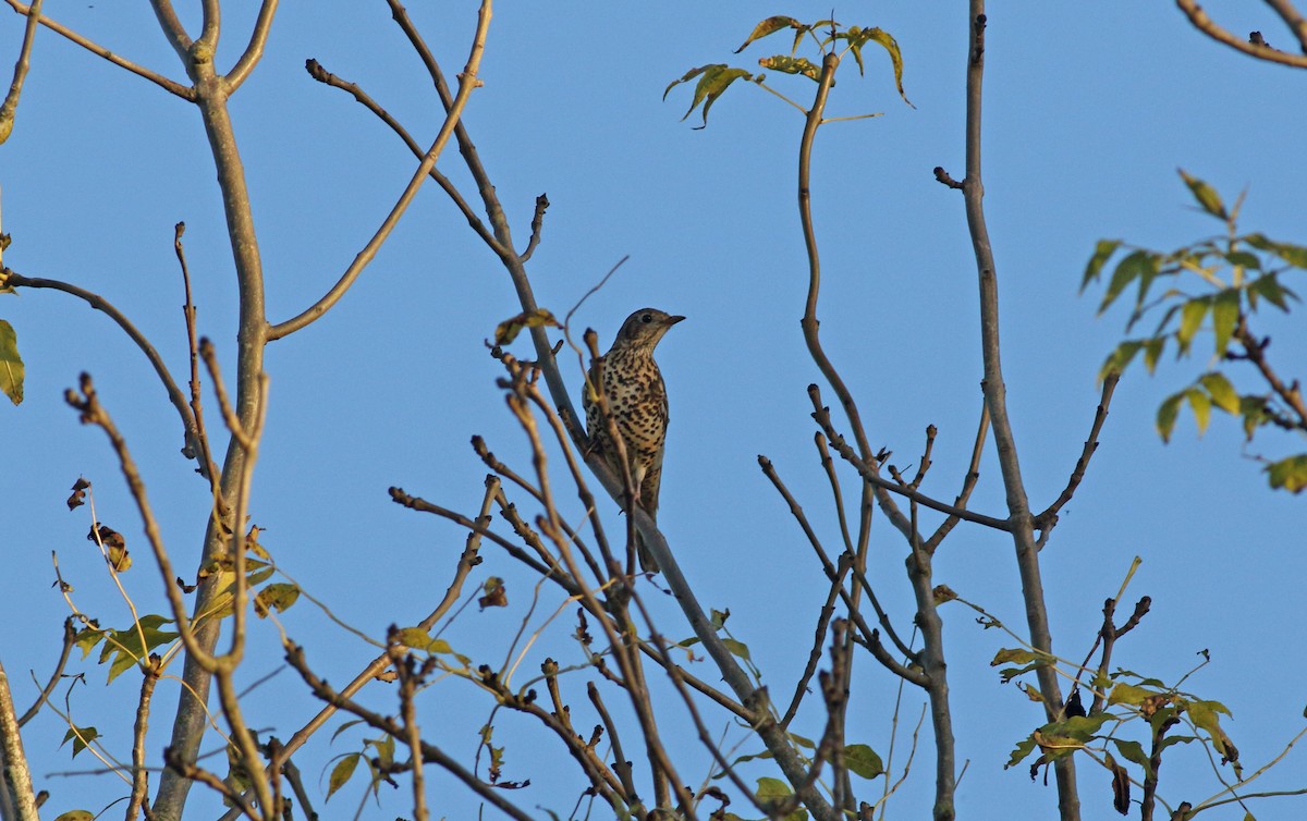 Mistle Thrush - ML628253241