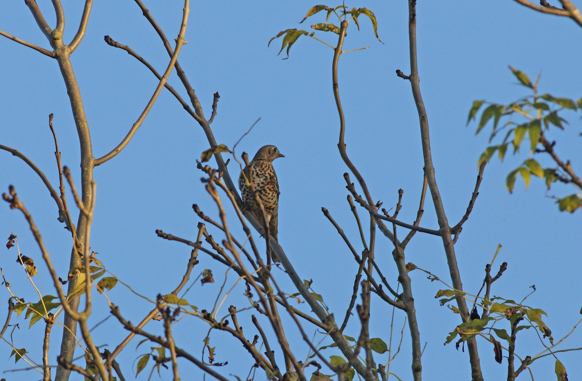 Mistle Thrush - ML628253242