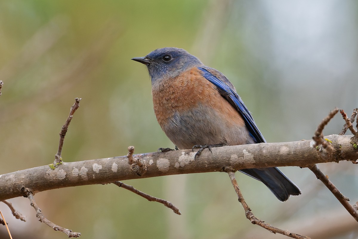 Western Bluebird - ML628253380