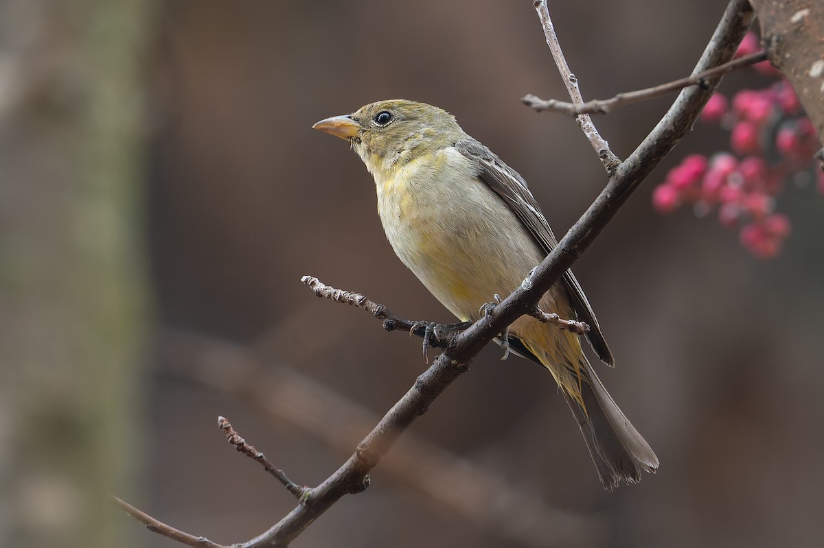 Western Tanager - ML628253398