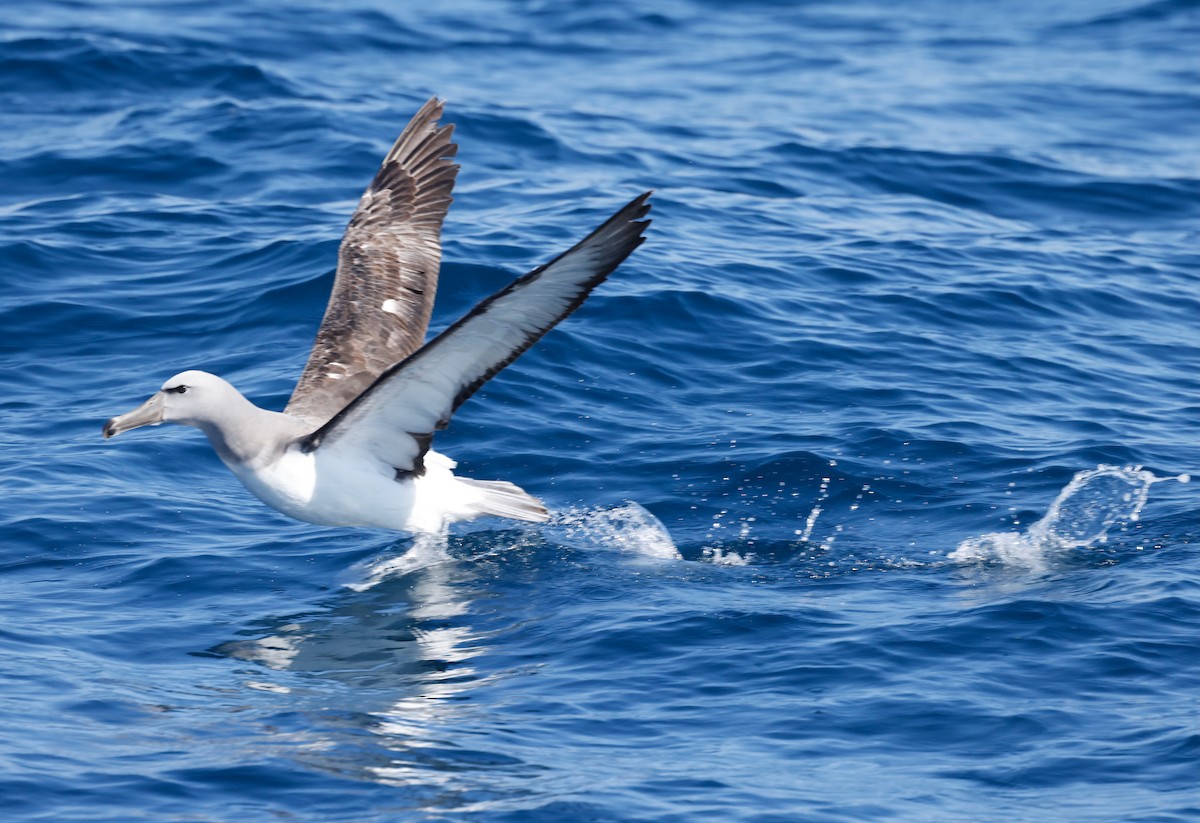 Albatros de Salvin - ML628253411