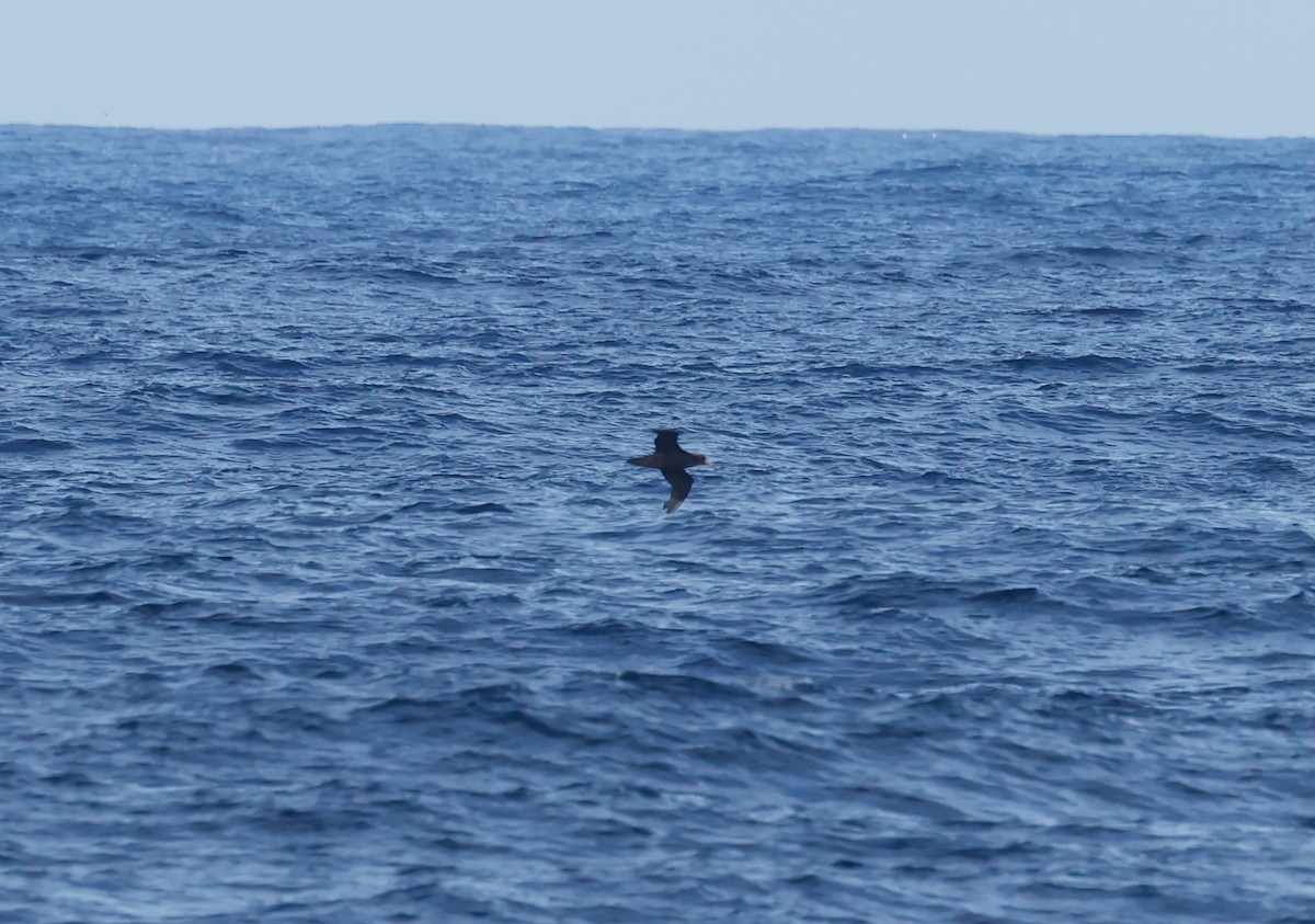 Northern Giant-Petrel - ML628253427